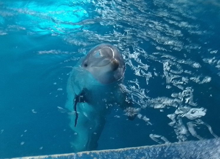 Delfín zoo barcelona 23072018